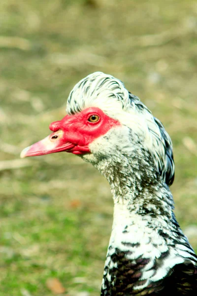 Moscovia pato cerca de la cabeza — Foto de Stock
