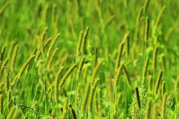 Fourrés d'herbe haute verte sur la prairie — Photo