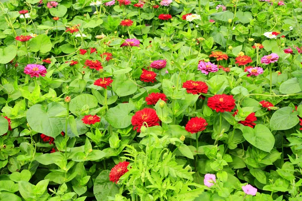 Veelkleurige bloemen van zinnia — Stockfoto