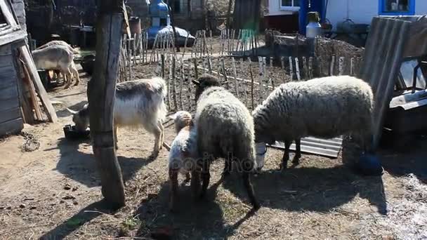 moutons et chèvres mangent dans la cour 