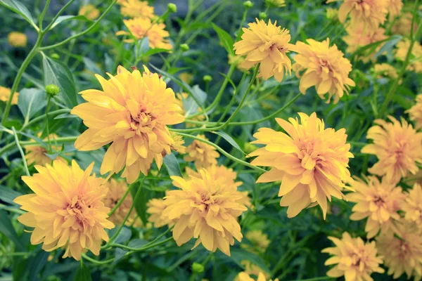 Rudbeckia laciniata. Gele bloemen — Stockfoto