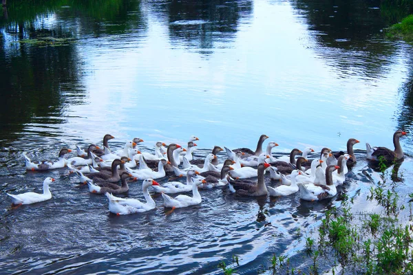 Inhemska gässen simma på floden — Stockfoto