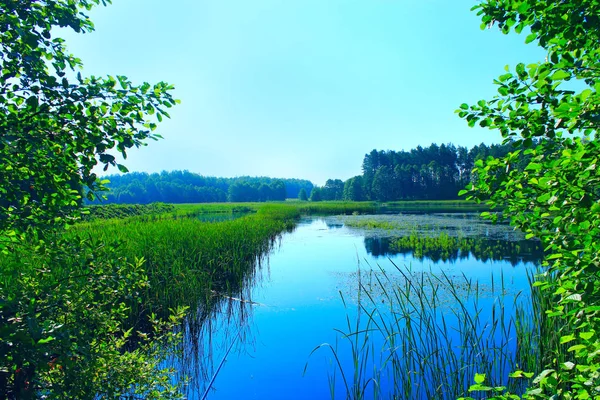 森林里美丽的湖水 — 图库照片