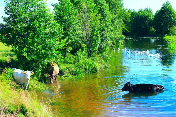 Kor dricker vatten i floden — Stockfoto
