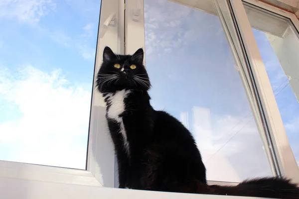 Gato se sienta en la ventana —  Fotos de Stock