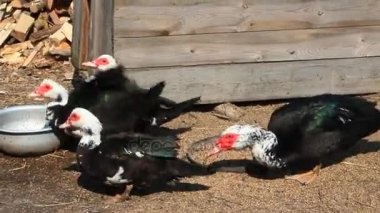 Muscovy ördekler kümes hayvanları yemek