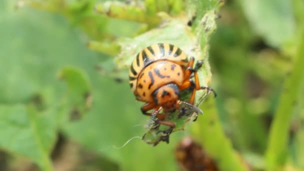 El insecto colorado engulle las hojas de las papas — Vídeos de Stock