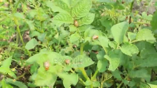 Colorado bugs schrokken van de bladeren van aardappelen — Stockvideo