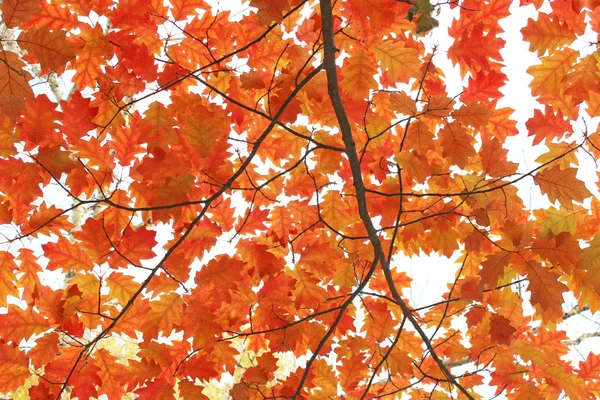 Oaken yellow leaves — Stock Photo, Image