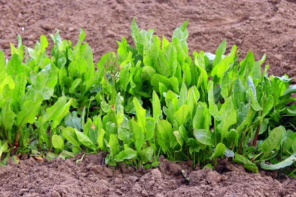 Szczaw rośnie na ogród kuchenny — Zdjęcie stockowe