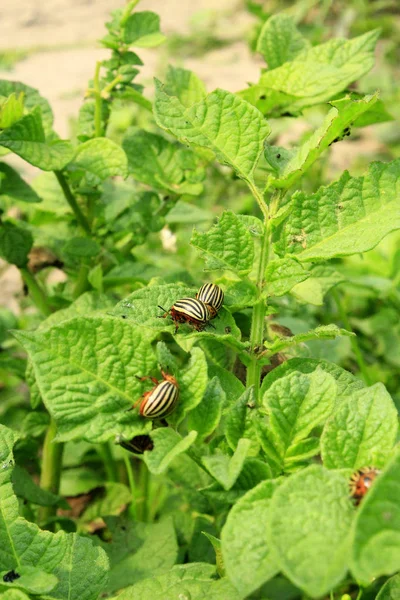 科罗拉多甲虫吞噬的土豆叶子 — 图库照片