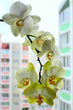 iç bir parçası olarak ihale orkide çiçek