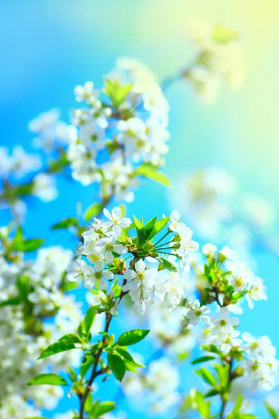 Ramas de cerezo en flor — Foto de Stock