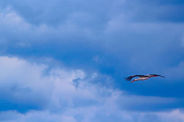 Cigüeña volando en el cielo azul — Foto de Stock