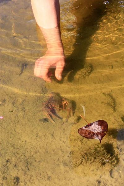 Ανθρώπινο χέρι πιάνει τον καρκίνο μέσα στο νερό του ποταμού — Φωτογραφία Αρχείου