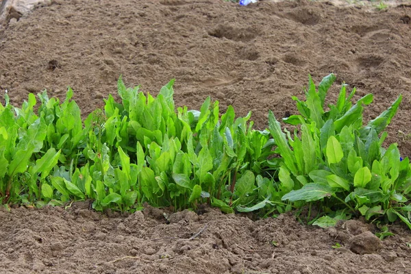 Sauerampfer wächst im Nutzgarten — Stockfoto