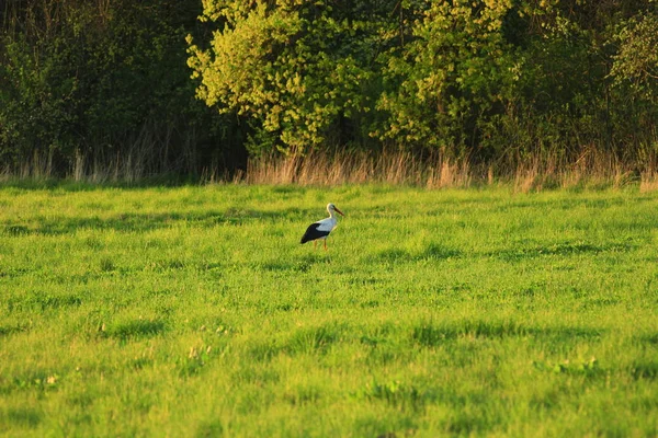 Stork goes in the meadow — Stock Photo, Image