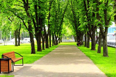 Şehir Parkı mesire yolu banklar ve büyük yeşil ağaçlar