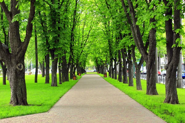 素敵な遊歩道のパスと大きな緑の木々 のある公園 — ストック写真