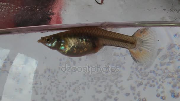 The female guppy gives birth to fry — Stock Video