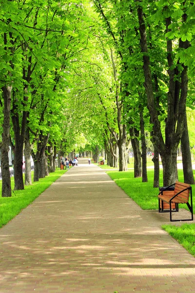 Szép sétány út és a nagy zöld fák gyönyörű park — Stock Fotó