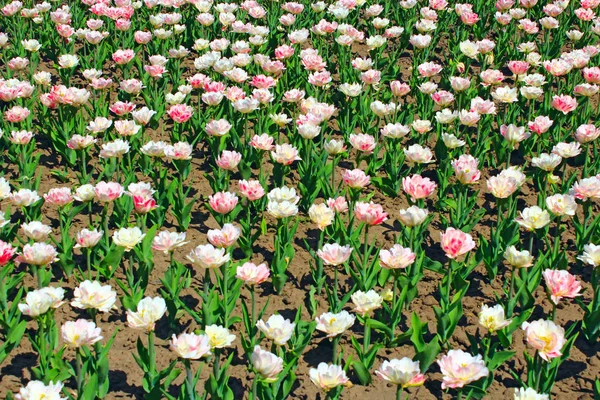 Różowe i białe tulipany na kwiat łóżko — Zdjęcie stockowe