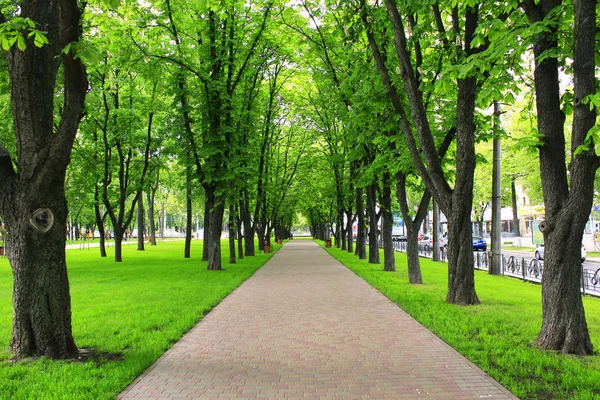Парк с зелеными деревьями — стоковое фото