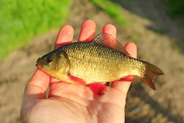 Red crucian on the palm — Stock Photo, Image