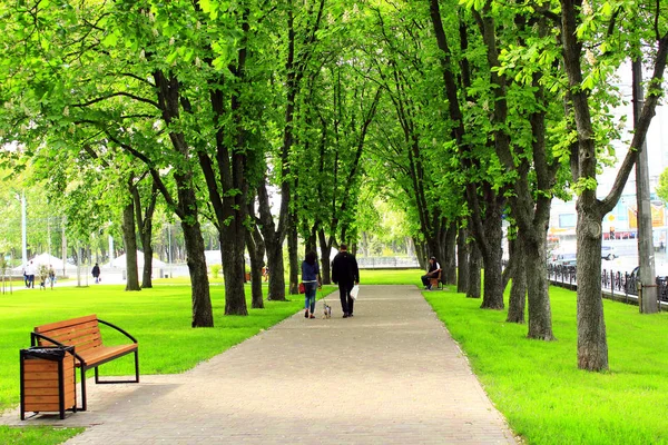 Городской парк с зелеными деревьями — стоковое фото