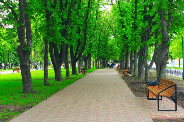 Park mesire yolu ve büyük yeşil ağaçlar ile — Stok fotoğraf