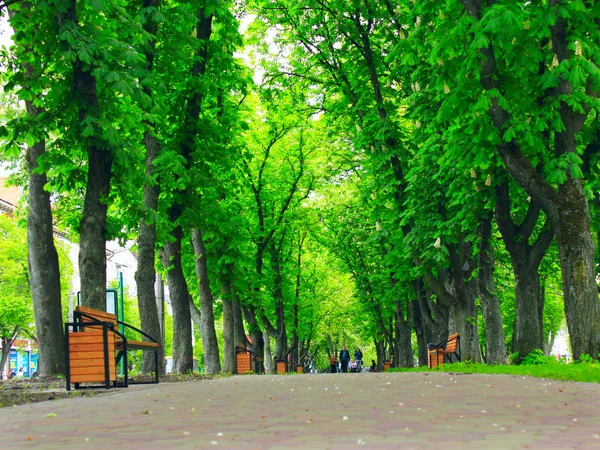 Parque com calçadão caminho e grandes árvores verdes — Fotografia de Stock