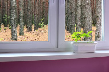 oaks pencere pervazına ve orman görünümüne genç bitkiler