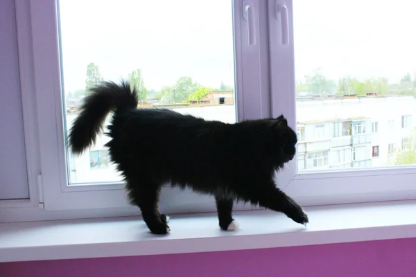 Gato negro caminando en la ventana-alféizar —  Fotos de Stock