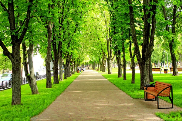 Parque da cidade com bancos de calçadão e grandes árvores verdes — Fotografia de Stock