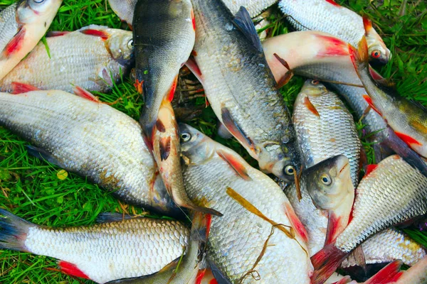 Zitstangen gemeenschappelijk nases breames en crucian — Stockfoto