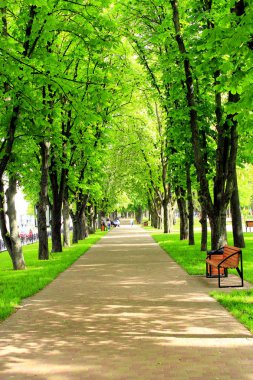 patika Park büyük ağaçlar ile