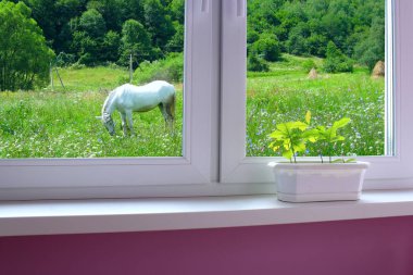 pencere pervazına ve at otlatma ile çayır görünümüne genç bitkiler