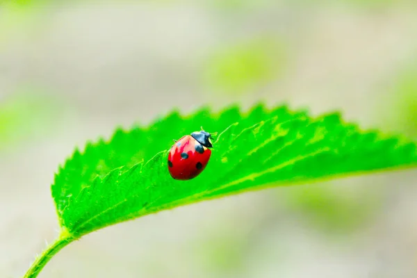 Coccinelle sur la feuille d'ortie — Photo