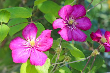 akasma Menekşe güzel çiçekler ile