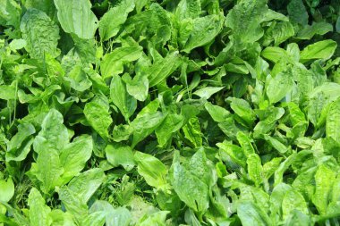 ribwort yeşil yaprakları