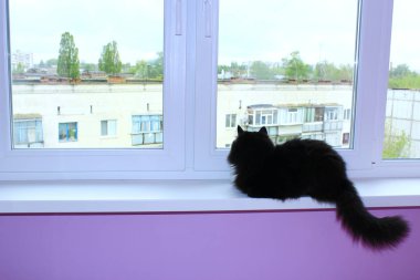 Kara kedi üzerinde pencere pervazına oturur