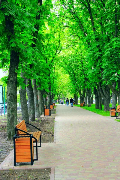 Şehir Parkı mesire yolu banklar ve büyük yeşil ağaçlar — Stok fotoğraf