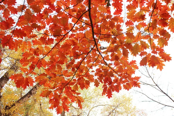 Herfst gele bladeren aan de bomen — Stockfoto