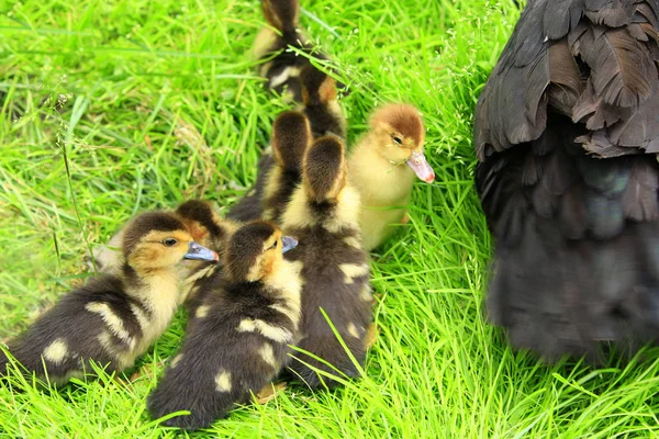 Canetons près de la poule de canard de Moscou dans l'herbe — Photo