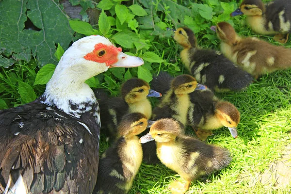 Galinha de pato com patinhos nas aves de capoeira — Fotografia de Stock