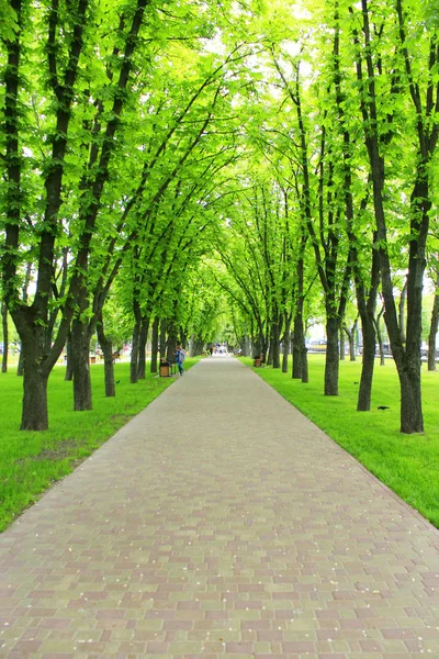 Birçok yeşil ağaçlar ve yol güzel park