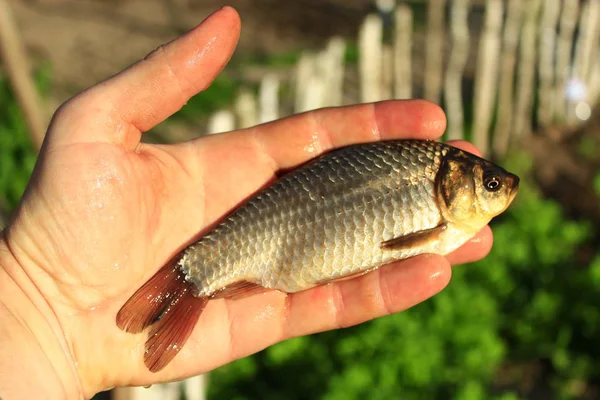 Prussian carp in the hand — Stock Photo, Image