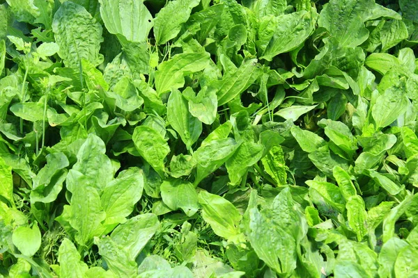 Liść zielony z ribwort — Zdjęcie stockowe