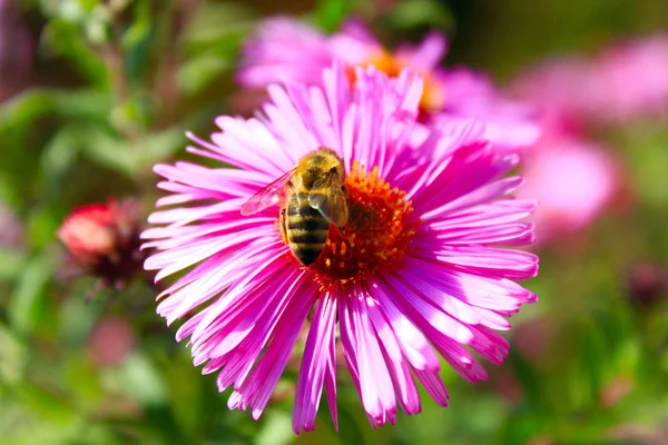 Včela na aster — Stock fotografie