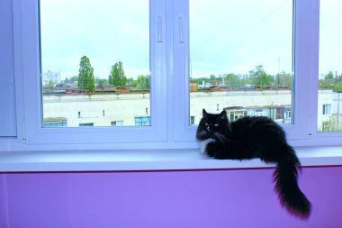 Kara kedi üzerinde pencere pervazına oturur